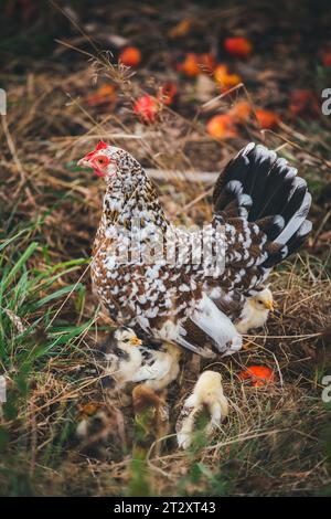 Mutterhuhn und ihre Jungtiere der gefährdeten österreichischen Hühnerrasse Stoapiperl/Steinpiperl/Stoahendl. Stockfoto