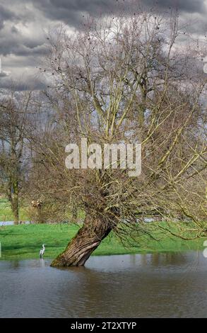 Überschwemmung im Naturschutzgebiet Urdenbacher Kaempe am Rhein, altes Rheinflutgebiet, Düsseldorf, Deutschland Stockfoto