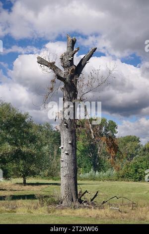 Naturschutzgebiet Urdenbacher Kaempe, Rheinaue, altes Rheingebiet, Düsseldorf-Urdenbach, Deutschland Stockfoto