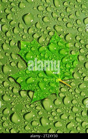 Grünes Blatt und grüne Wassertröpfchen Stockfoto