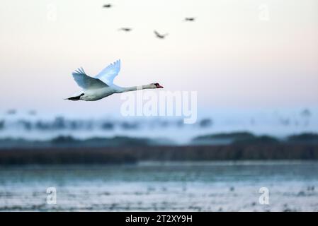 Bad Buchau, Deutschland. Oktober 2023. Ein Schwan fliegt am Morgen kurz vor Sonnenaufgang über den Federsee. Mit einer Fläche von 1,4 Quadratkilometern ist der Federsee bei Bad Buchau in Oberschwaben der zweitgrößte See Baden-Württembergs. Autor: Thomas Warnack/dpa/Alamy Live News Stockfoto