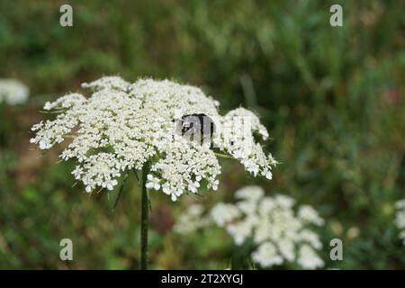 Weiß gepunkteter Rosenkäfer auf Schafgarbe Stockfoto