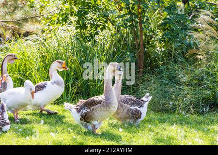 Geflügel mit wertvollem Fleisch und Nährstoffquelle - Gans. Freilandgänse. Stockfoto