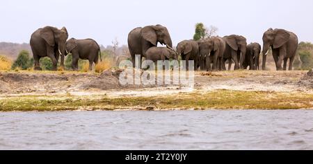 Elefanten und ein Baby im Cuando oder Kwando River Chobe National Park, Botswana, Afrika Stockfoto