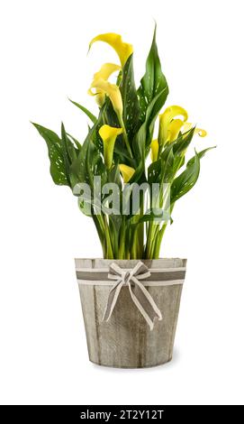 Gelbe Calla-Pflanze in Vase isoliert auf weißem Hintergrund Stockfoto