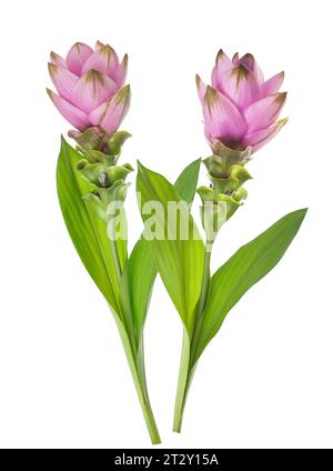 Curcuma Blumen isoliert auf weißem Hintergrund Stockfoto