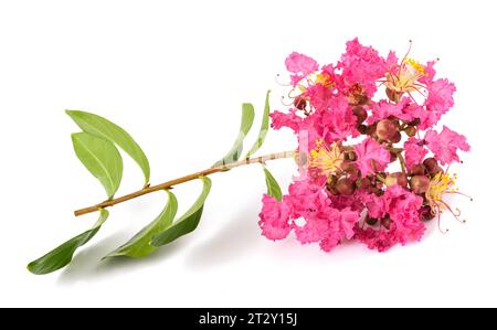 Krabbenmyrtenblumen isoliert auf weißem Hintergrund Stockfoto