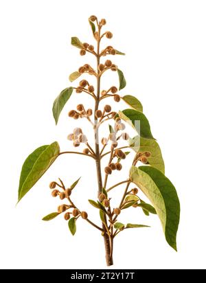 Kaiserbaumzweig mit Knospen isoliert auf weiß Stockfoto