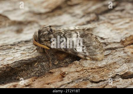 Detaillierte Nahaufnahme der weiß gestreiften Drymonia ruficornis, der Mondmarmorierten braunen Motte, die auf Holz sitzt Stockfoto