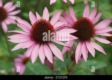 Farbenfrohe Nahaufnahme auf zwei wunderschönen rosafarbenen, purpurpurroten Johannisblumen, Echinacea purpurea, blühend Stockfoto