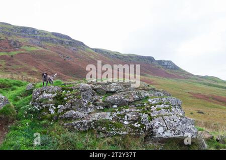 Ein kleiner Cocker Spaniel Hündchen klettert auf einen Berg Stockfoto