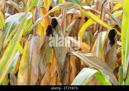 Berlin - Deutschland. Trockenes Maisfeld. *** 24 09 2023, Berlin, Deutschland. September 2023. Dry Corn Field Credit: Imago/Alamy Live News Stockfoto