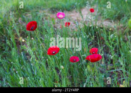 Wilder roter Mohn wächst auf einer Wiese in Schottland an einem schönen sonnigen Frühlingstag Stockfoto