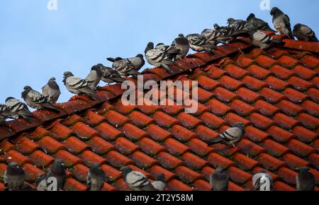 22. Oktober 2023, Sachsen-Anhalt, Dessau-Roßlau: Zahlreiche Tauben bevölkern einen Dachrücken. Die Straßentaube gilt als kultureller Nachfolger und hat sich dem Leben in der Nähe von Menschen angepasst. Laut NABU leben gut 500 Millionen Tauben weltweit in Städten. Foto: Jan Woitas/dpa Stockfoto