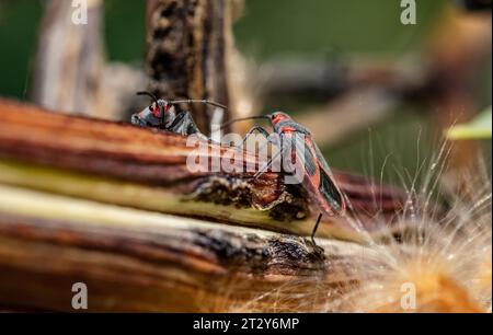 Ein Makrobild von zwei Milkweed-Insekten, die sich auf einem Baumzweig treffen. Stockfoto