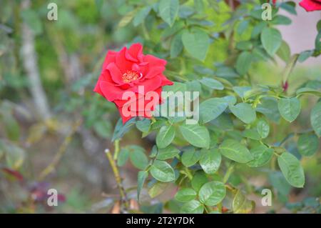 Blühende Schönheit florale Eleganz leidenschaftliche Blütenblätter Rose Garden Wonders Love's Emblem Scarlet Sensation zeitlose Liebe Symbol duftende Blüten romantisch Stockfoto