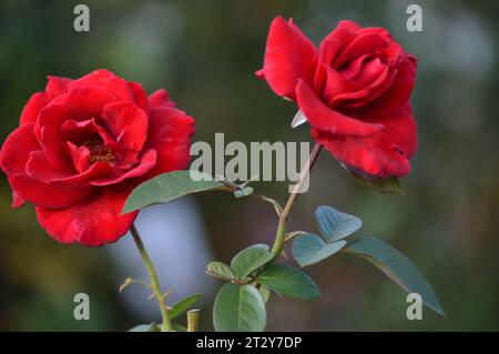 Blühende Rosen Rosengarten verwöhnt rote Rosen romantische Rosen in voller Blüte Blütenpracht Garten der Rosen zeitlose Rose Schönheit elegante Rosensträuße Stockfoto