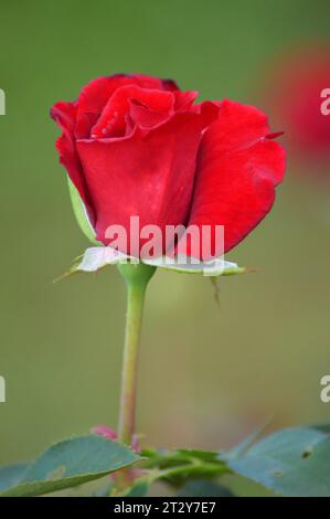 Blühende Rosen Rosengarten verwöhnt rote Rosen romantische Rosen in voller Blüte Blütenpracht Garten der Rosen zeitlose Rose Schönheit elegante Rosensträuße Stockfoto