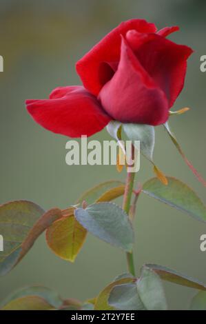 Blühende Rosen Rosengarten verwöhnt rote Rosen romantische Rosen in voller Blüte Blütenpracht Garten der Rosen zeitlose Rose Schönheit elegante Rosensträuße Stockfoto