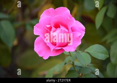 Blühende Schönheit florale Eleganz leidenschaftliche Blütenblätter Rose Garden Wonders Love's Emblem Scarlet Sensation zeitlose Liebe Symbol duftende Blüten romantisch Stockfoto