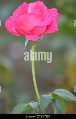 Blühende Rosen Rosengarten verwöhnt rote Rosen romantische Rosen in voller Blüte Blütenpracht Garten der Rosen zeitlose Rose Schönheit elegante Rosensträuße Stockfoto