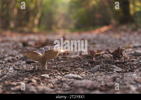 Flacher Blick auf einen Pilz auf einer Schotterstraße, der zu einem unbekannten Punkt im Wald führt. Schwindende Perspektive. Selektiver Fokus. Kopierbereich Stockfoto