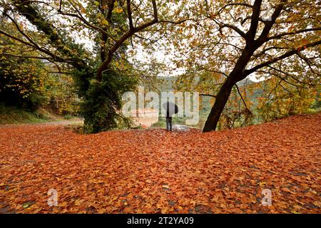 Herbstlandschaft mit unzähligen Blättern, die von großen Eichen gefallen sind, in der Bergregion von Arcadia, auf dem Peloponnes, Griechenland, Europa. Stockfoto