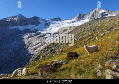 Schafe auf Almwiesen. Blick auf den Waxeggkees-Gletscher. Oberes Zemmgrund Tal. Zillertaler Alpen. Tirol, Österreich, Europa. Stockfoto