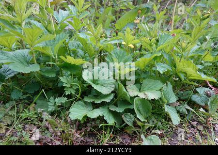 Natürliche Nahaufnahme einer aufstrebenden jungen Largeleaf avens Wildblumenpflanze, Geum macrophyllum Stockfoto