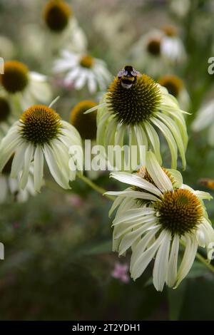 Echinacea-Busch in Blüte aus nächster Nähe gesehen Stockfoto
