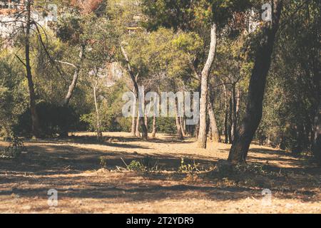 Niedriger Winkel auf einer Schotterstraße, die zu einem unbekannten Punkt im Wald führt. Schwindende Perspektive. Selektiver Fokus. Kopierbereich Stockfoto