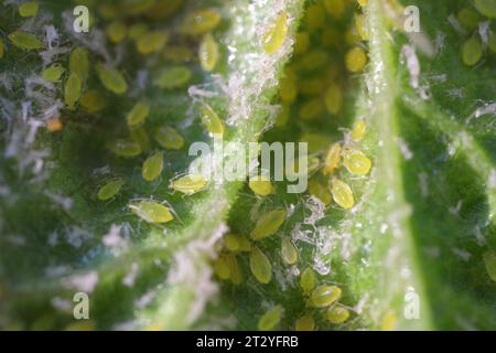 Johannisbeerblätter bewohnt von Roter Johannisbeerblase Blattlaus (lateinischer Name: Cryptomyzus ribis). Stockfoto