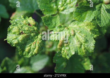 Johannisbeerblätter bewohnt von Roter Johannisbeerblase Blattlaus (lateinischer Name: Cryptomyzus ribis). Stockfoto