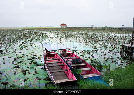 Landschaftspunkt des Natural Study Center Freshwater Marsh und Bueng Bua Khao Sam ROI Yot National Park für thailändische Reisende Reise Besuch Stockfoto