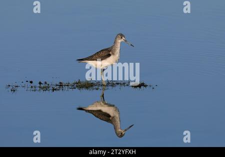 Gemeiner Grünzahn, der in ruhigem Wasser steht, Spiegelreflektion Stockfoto