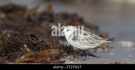 Sanderling im Wintergefieder, am Strand Stockfoto