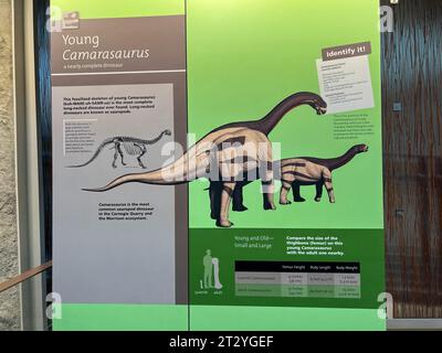 Vernal, UT USA – 7. Juni 2023: Ein Informationsschild, das über die alten Camarasaurus-Dinosaurierknochen erzählt, die in Felsen eingebettet sind, in einer Ausstellung im Dinosaur Stockfoto