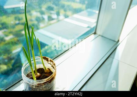 Kräutergarten im Appartement mit Fenster: Lebhafte Frühlingszwiebeln im Plastikglas Stockfoto