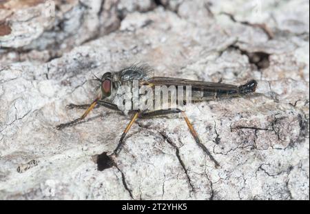 Robberfly (Neoitamus cyanurus) männlich, Asilidae. Sussex, Großbritannien Stockfoto