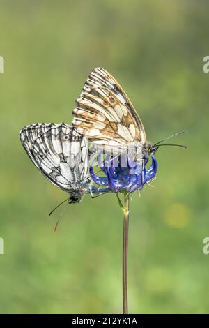 Gepaarte marmorierte weiße Schmetterlinge auf Rampion (Melanargia galathea) Satyrinae, Nymphalidae. Sussex, Großbritannien Stockfoto