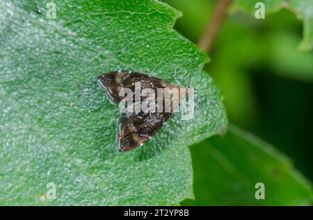 Silver-Dot Twitcher Micro Moth (Prochoreutis sehestediana) Choreutidae, Sussex UK Stockfoto