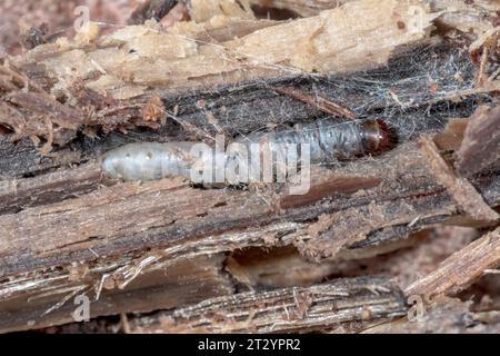 Sehr seltene Raupe von Concealer Moth - gestreifte Tubic (Harpella forficella) Micro Moth, Oecophoridae. Sussex, Großbritannien Stockfoto