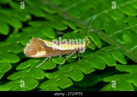 Sehr selten Concealer Moth - gestreifte Tubic (Harpella forficella) Micro Moth, Oecophoridae. Sussex, Großbritannien Stockfoto