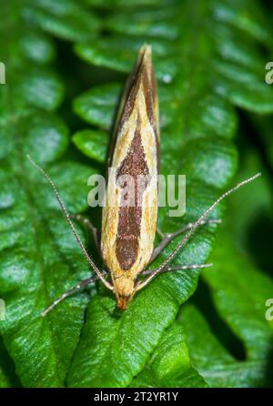 Pfeil geradeaus auf Very Rare UK Concealer Moth - Striped Tubic (Harpella forficella) Micro Moth, Oecophoridae. Sussex, Großbritannien Stockfoto