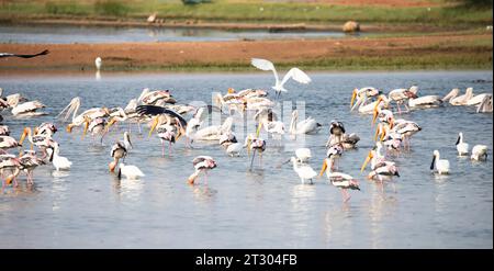 Wasservögel in einem See. Gemalte Störche, Löffelschnabel, Pelikane und Reiher in einem See Stockfoto