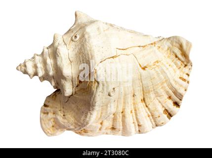 Getrocknete Muschelmuschel isoliert auf weißem Hintergrund Stockfoto