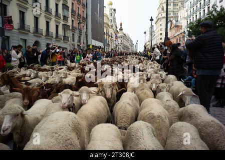 Die Schaf- und Ziegenherde, begleitet von Schäfern, durchqueren die Straßen von Zentral-Madrid während der Wanderei, die jährlich gefeiert wird. Oktober Stockfoto
