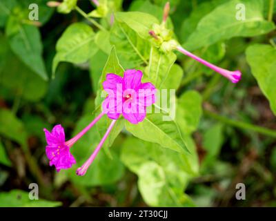 Selektiver Fokus einer Mirabilis jalapa, Perus-Wunder oder vier-Uhr-Blume mit verschwommenem Hintergrund Stockfoto