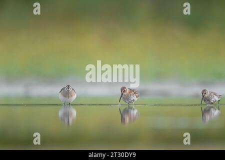 Bei der Jagd in den Feuchtgebieten, Herde von Brachsandfänger und dunlin (Calidris ferruginea und Calidris alpina) Stockfoto