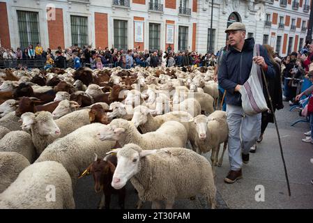 Madrid, Spanien. Oktober 2023. Die Schaf- und Ziegenherde, begleitet von Schäfern, durchqueren die Straßen von Zentral-Madrid während der Wanderei, die jährlich gefeiert wird. Oktober 2023 Spanien (Foto: Oscar Gonzalez/SIPA USA) (Foto: Oscar Gonzalez/SIPA USA) Credit: SIPA USA/Alamy Live News Stockfoto